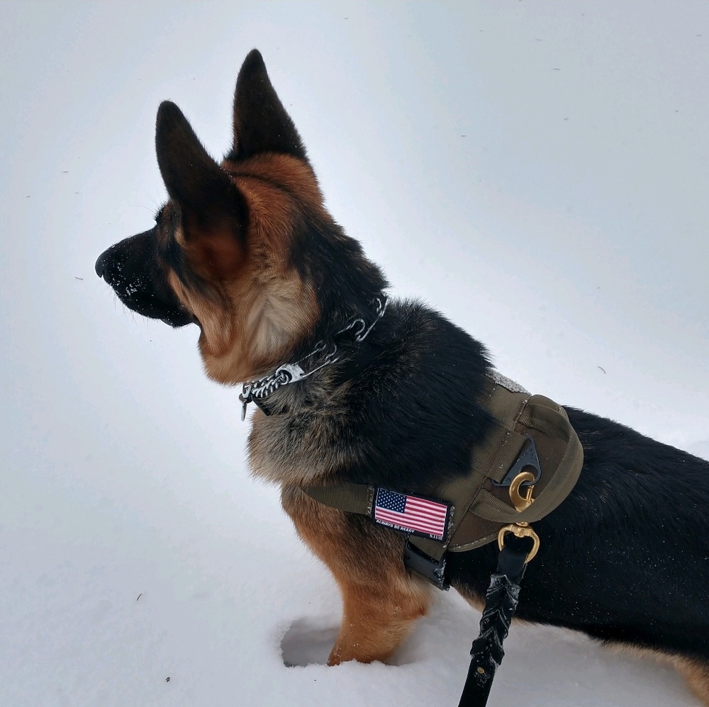 Meet your Posher, Ellie